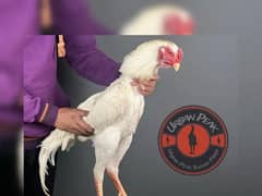 White O Shamo Chicks | King Shamo | Shamo Black | shamo | Aseel
