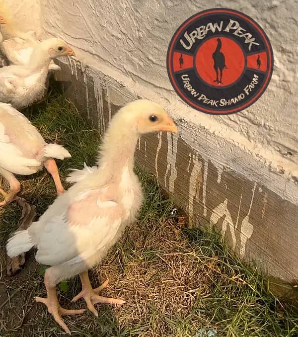 White O Shamo Chicks | King Shamo | Shamo Black | shamo | Aseel 6