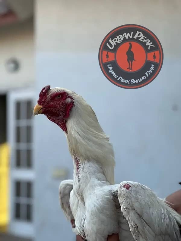 White O Shamo Chicks | King Shamo | Shamo Black | shamo | Aseel 14