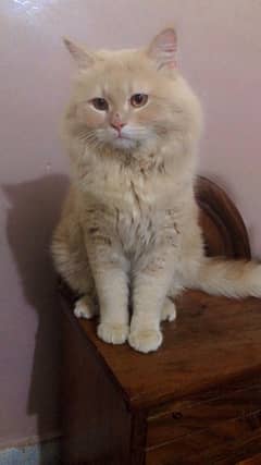 Persian
