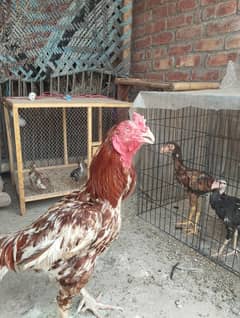 aseel birds
