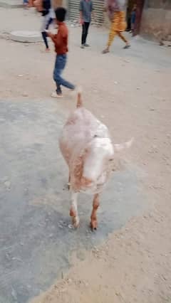 Bakra For Sale