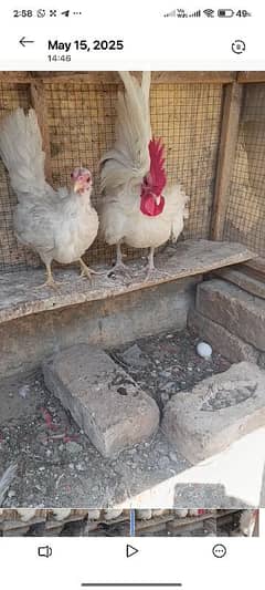 ENGLISH GAME MALE BREEDER