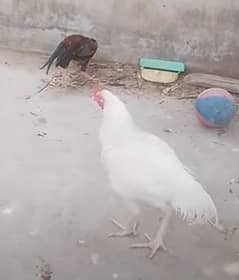  CHICKENS FOR SALE – HEALTHY & AFFORDABLE! 