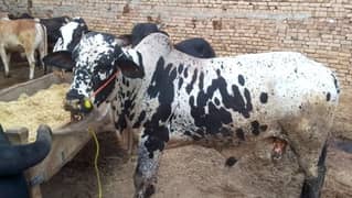 Bulls for sale Weight 07 Man