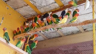 Love Birds Complete Setup