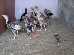 selling jageri aseel chicks