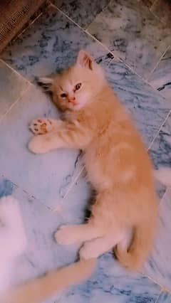 kittens