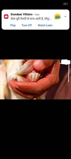 Goat for sell