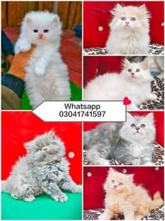 Persian kitten | triple long coated Kittens | Fluffy Kitten For Sale
