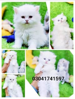 Persian kitten | triple long coated Kittens | Fluffy Kitten For Sale