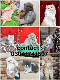 Persian kitten | triple long coated Kittens | Fluffy Kitten For Sale