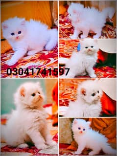 Persian kitten | triple long coated Kittens | Fluffy Kitten For Sale