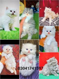 Persian kitten | triple long coated Kittens | Fluffy Kitten For Sale