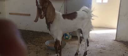 Male Goat (2 Daaant)