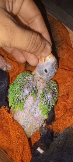 ring nick chicks