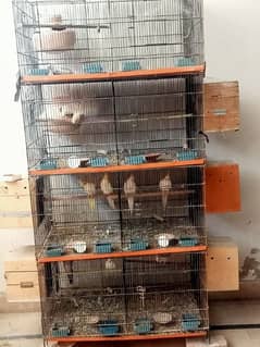cocktail breeder pairs for sell