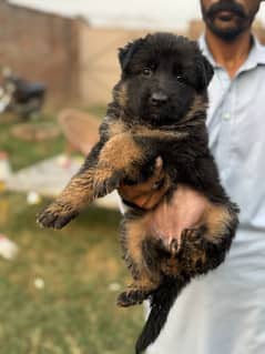 German Shepherd Puppies