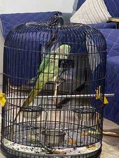 Male