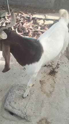 bakra