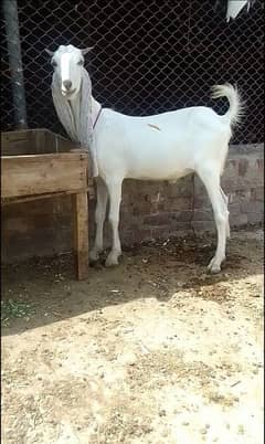 2 dant khassi bakra for sale