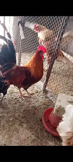 Deisi Murga (5 Males)