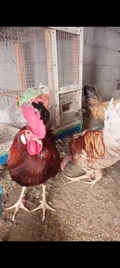 Deisi Murga (4 Males)