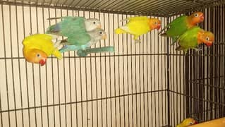 9 pathy love Birds
