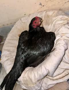 golden Misri hens