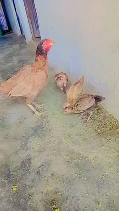1 hen mom and 3 baby chicks