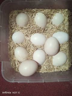 bantam eggs for sale