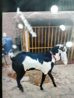 goat sale
