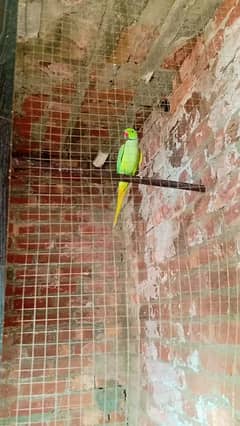 parrots