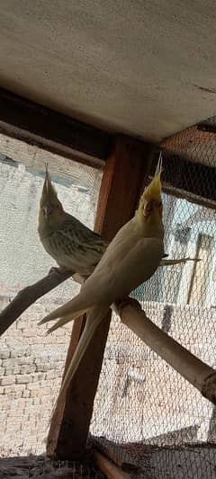 Cocktail Breeder paier with 2 chick's for sale