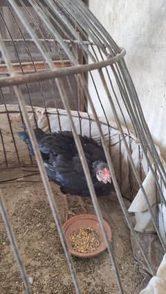 aseel murgi for sale