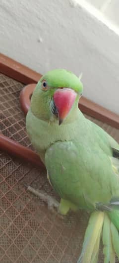 Green parrot 1.5y