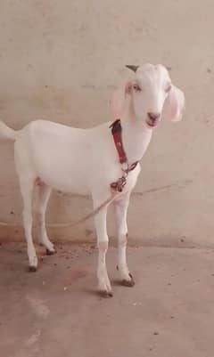 Panjab tapra bakra wtsb 03102639551