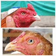 pure miawali peela pair's chicks available