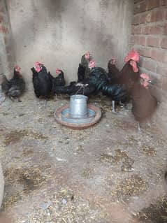 Astarlop hens only female arjent for salle