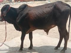 ghr ka pala hua janwer hai