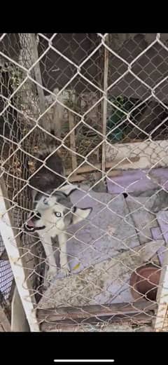 Husky