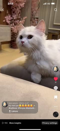 Persian cat /Triple coated /Male /Female /Cat For Sale