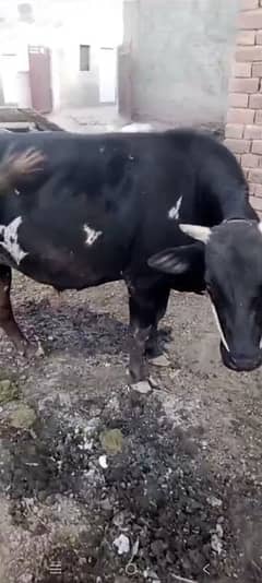 Bull for sale