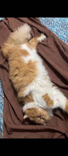 peki male available for matting