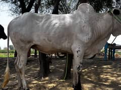bail pindiwal dhanida WhatsApp number 03231713265