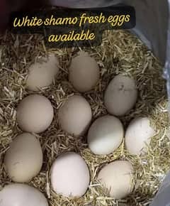 White King Oh Shamo Fresh & Fertile eggs and chiks available