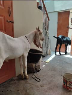 2 daant bakrey available for sale