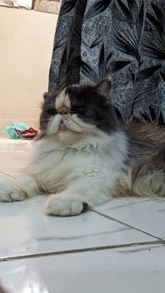 Calico piki female available for sale