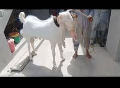 Gulabi Bakra 2 dant