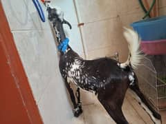 bakra for sale